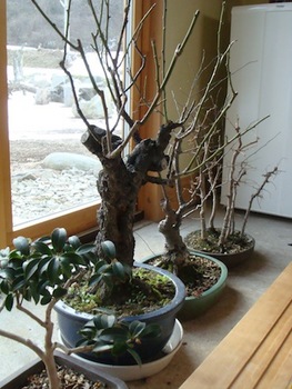 盆栽１20120111.JPG